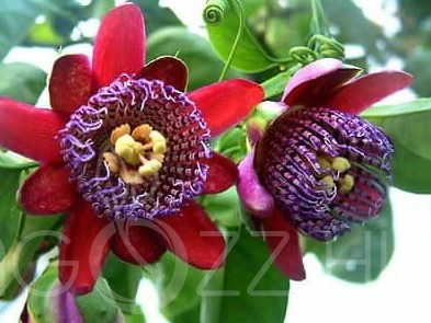 Granadilla (Passiflora ligularis)!4db mag