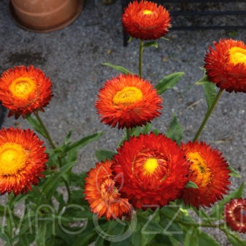 Narancssárga Szalmarózsa (helichrysum bracteatum orange)!20db mag