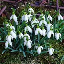 Hóvirág (Galanthus nivalis)!6db mag
