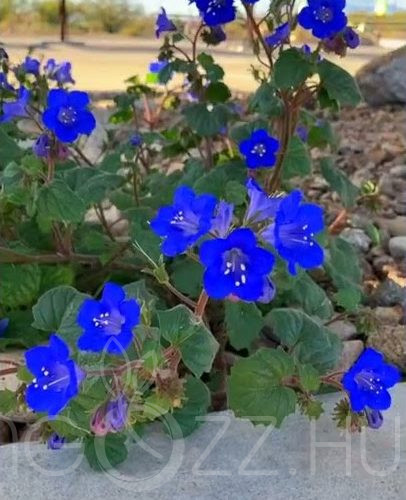Mézontófű Phacelia campanularia 'california bluebell'!25db mag