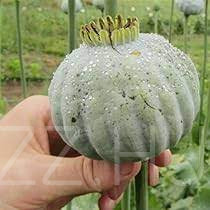 Mamut óriás mák!"Giant Papaver Somniferum "100db mag