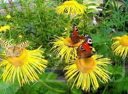 Pompás Teleki-virág (Telekia speciosa)15db mag!