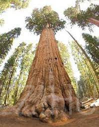 Mamut Fenyő /Sequoiadendron giganteum/!6db mag