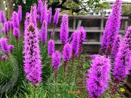 Fűzéres díszcsorba 'Liatris Spicata'!15db mag