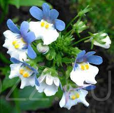 Nemesia strumosa KLM! 25db mag