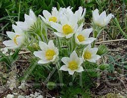 Tavaszi Kökörcsin 'Pulsatilla Vulgaris 'Alba'!5db mag