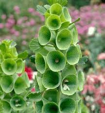 Kagylóvirág (Moluccella laevis) magok!5db mag