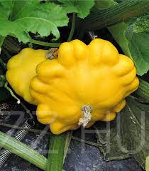Aranysárga patiszon (cucurbita pepo var. patisoniana) !2db mag