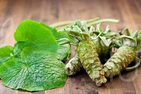 WASABI vízitorma (Eutrema japonicum)!10db mag