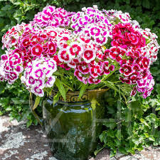 Török szegfű (Dianthus barbatus)!20db mag