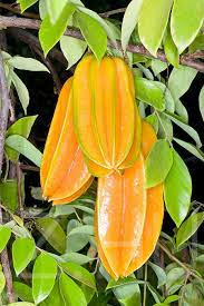 CARAMBOLA /CSILLAG GYÜMÖLCS/ !2DB MAG