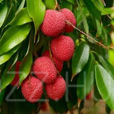 LICSI / Litchi chinensis/ ! 6db mag