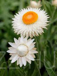 Fehér Szalmarózsa (helichrysum bracteatum white)!20db mag