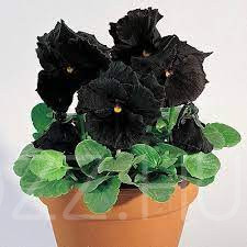 Fekete árvácska Black King (Viola × wittrockiana)!10db mag