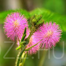 Mimóza, szemérmes mimóza (Mimosa pudica)! 5db mag