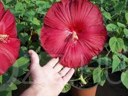 Hibiscus (LUNA Red)mocsári hibiscus!15db mag