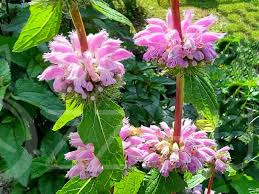 Gumós Macskahere (Phlomis tuberosa)!10db mag