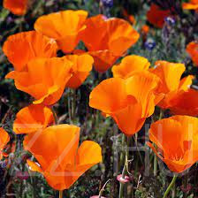 Kaliforniai kakukkmák /Eschscholzia californica /!30db mag