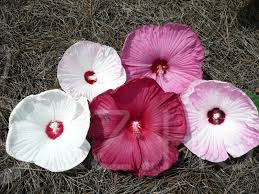 Hibiscus 'LUNA RED-WHITE-ROSE MIX' !30db mag