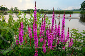 Réti füzény( Lythrum salicaria)!50db mag