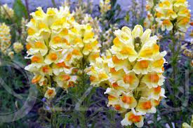 Gyújtoványfű gyógynövény (Linaria vulgaris)!10db