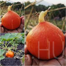 Hokkaido sütő tök!6db mag!