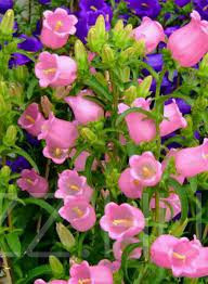 Bögrevirág (Campanula medium)!25db mag