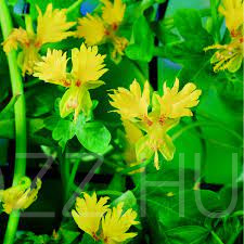 Kanári sarkantyúka, kanári folyondár,(Tropaeolum peregrinum)!4db mag