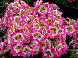 Lepkevirág( Schizanthus wisetonensis )!30db mag