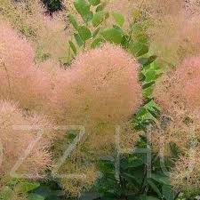 Cserszömörce Cotinus coggygria 'Young Lady'!5db mag