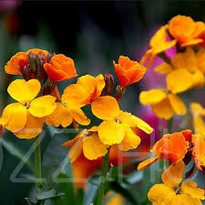 Sárga Viola (Erysimum cheiri)!30db mag