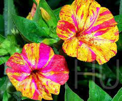 Nagy illatos pink-sárga Csodatölcsér (Mirabilis jalapa)!5db mag