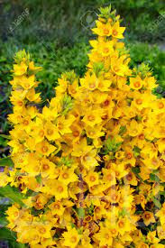 Pettyegetett Lizinka (Lysimachia punctata)!5db mag
