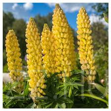 Sárga Csillagfürt  'Lupinus Chandelier'!6db mag
