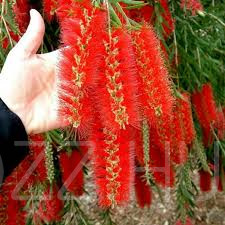 Citromillatú Kefevirág (Callistemon citrinus)!35db mag