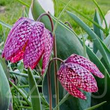 Mocsári Kockásliliom (Fritillaria meleagris)!4db mag