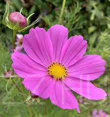 Kerti Pillangóvirág (Cosmos bipinnatus)rózsaszín 20db mag!