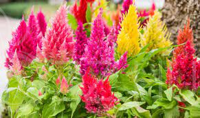 Kakastaréj ( Celosia argentea var plumosa )!10db mag