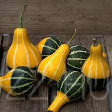 Bikolor dísztök (Cucurbita pepo 'Pear Bicolor')!3db mag