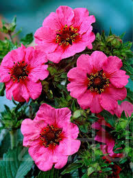 Nepáli pimpó / Potentilla nepalensis Miss Willmott/!10db mag