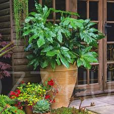 Japán Arália, szobaarália (Fatsia japonica) !3db mag