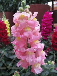 Rózsaszín Tátika-oroszlánszáj /Antirrhinum majus 'Rose'/!30db mag!