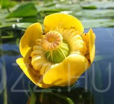 Vízitök (Nuphar lutea)!10db mag