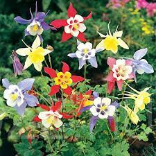 Harangláb (Aquilegia) színkeverék!60db mag
