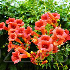 Trombitafolyondár (Campsis radicans)!50db mag
