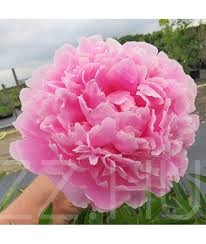 Lágyszárú bazsarózsa Paeonia lactiflora 'Sarah Bernhard !10db mag