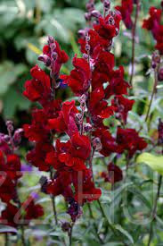 Bordó Tátika-oroszlánszáj /Antirrhinum majus 'Black Prince'/!50db mag!