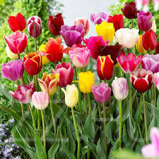 Tulipán színkeverék!20db mag