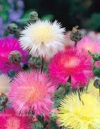 Pézsma búzavirág/Édes Szultán- Centaurea Imperialis 'sweet sultan'!15db mag