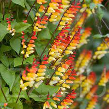 Mexikói csodahajnalka (Ipomoea lobata)!3db mag